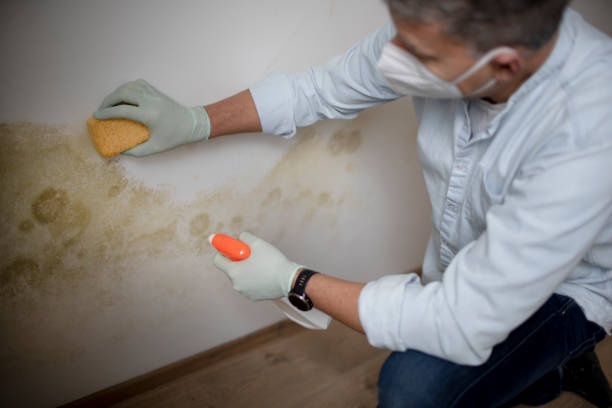 Best Black Mold Removal  in Cherryville, PA